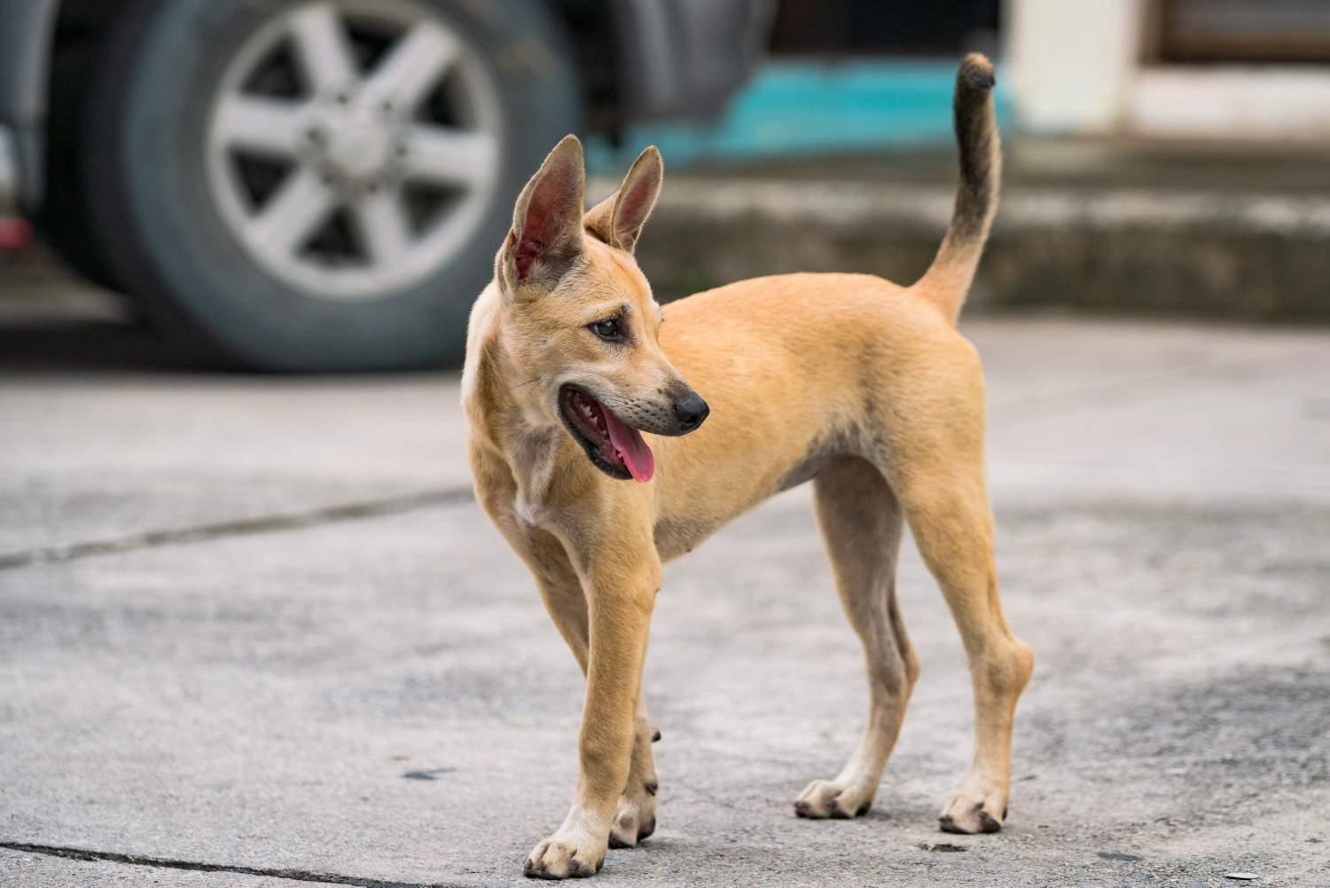 Quase 5 milhões de pets estão em situação de vulnerabilidade no Brasil