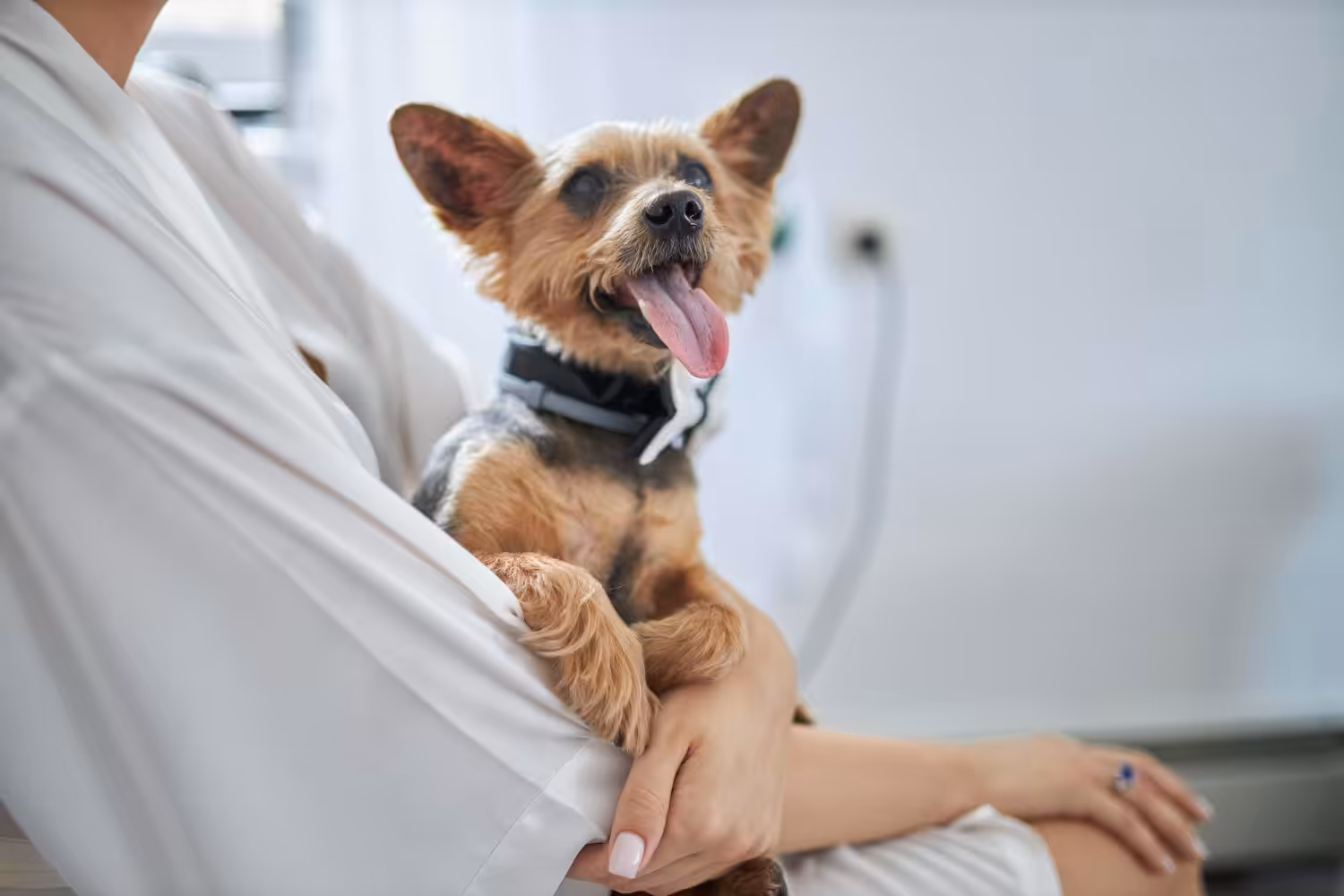 Doenças renais crônicas podem passar despercebida em cães e gatos
