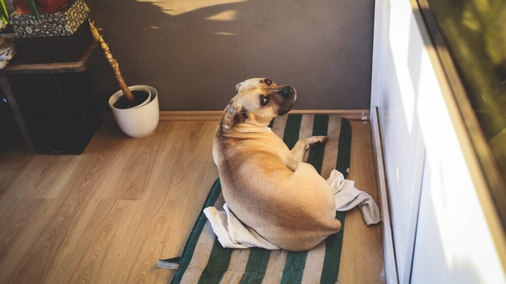 A dor da separação_ o que está por trás da ansiedade em cães