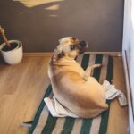A dor da separação_ o que está por trás da ansiedade em cães