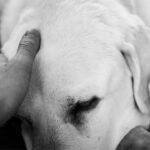 A governança do luto na Medicina Veterinária um novo desafio para as instituições de saúde animal