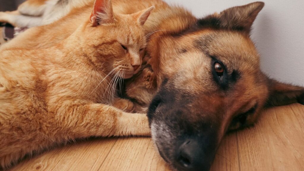 A longevidade dos cães e gatos redefine o cuidado com a saúde animal