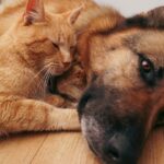 A longevidade dos cães e gatos redefine o cuidado com a saúde animal