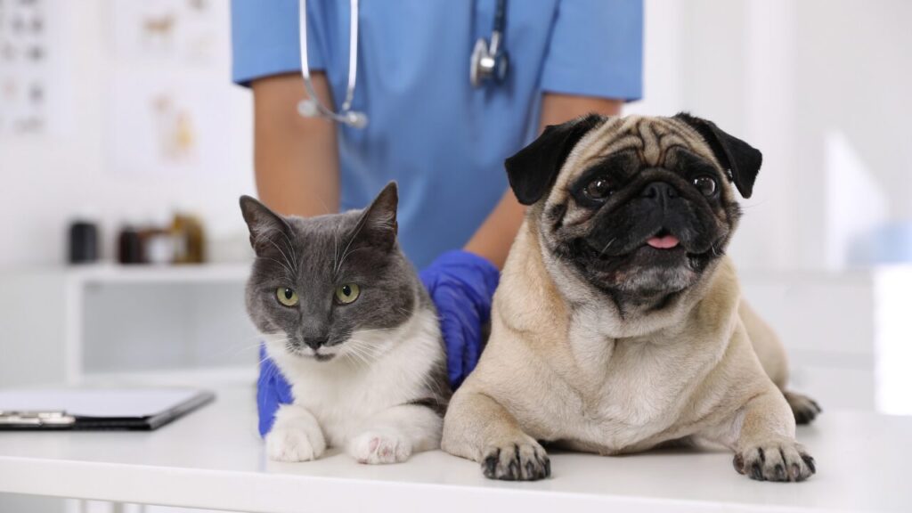 ABBEA ciência, diálogo e cooperação pelo bem-estar animal no Brasil