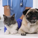 ABBEA ciência, diálogo e cooperação pelo bem-estar animal no Brasil