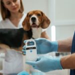 ABRACHIP entra em nova fase com IA e modernização da identificação animal