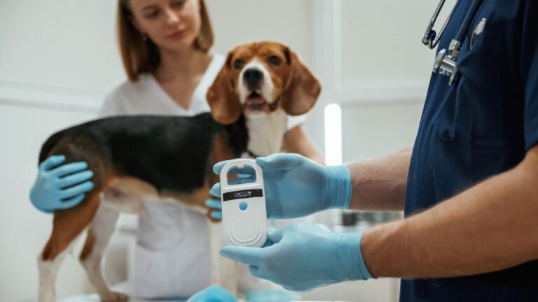 ABRACHIP entra em nova fase com IA e modernização da identificação animal