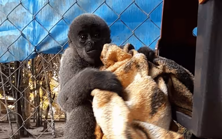 macaco.jpg
