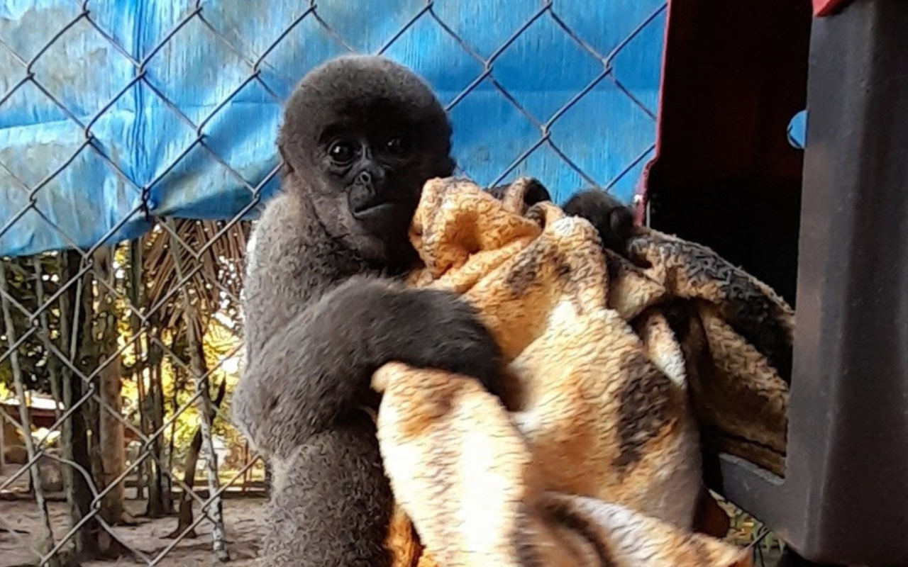 macaco.jpg