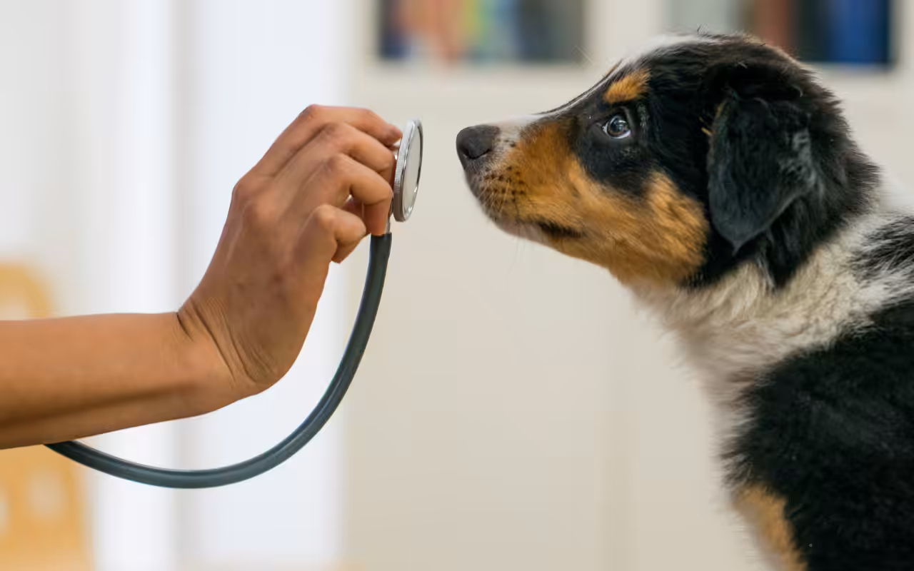 Radar Vet 2025 revela transformação no perfil dos médicos-veterinários no Brasil