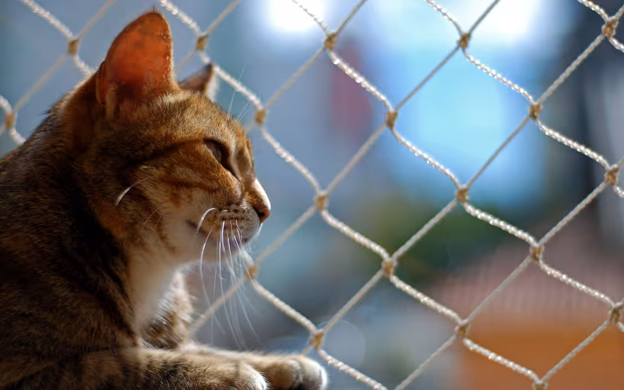 Quais os impactos da poluição nos pets que vivem nas grandes cidades?