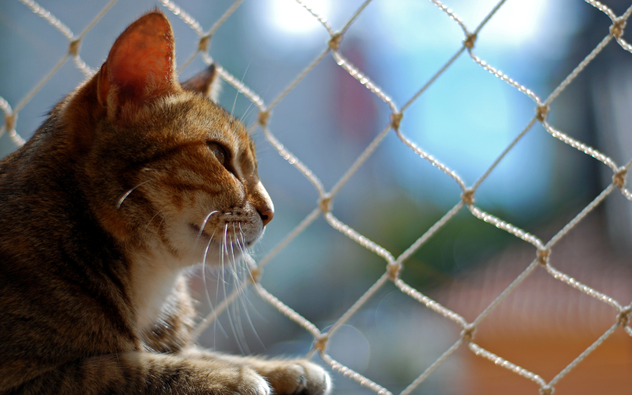 gato-janela.jpg