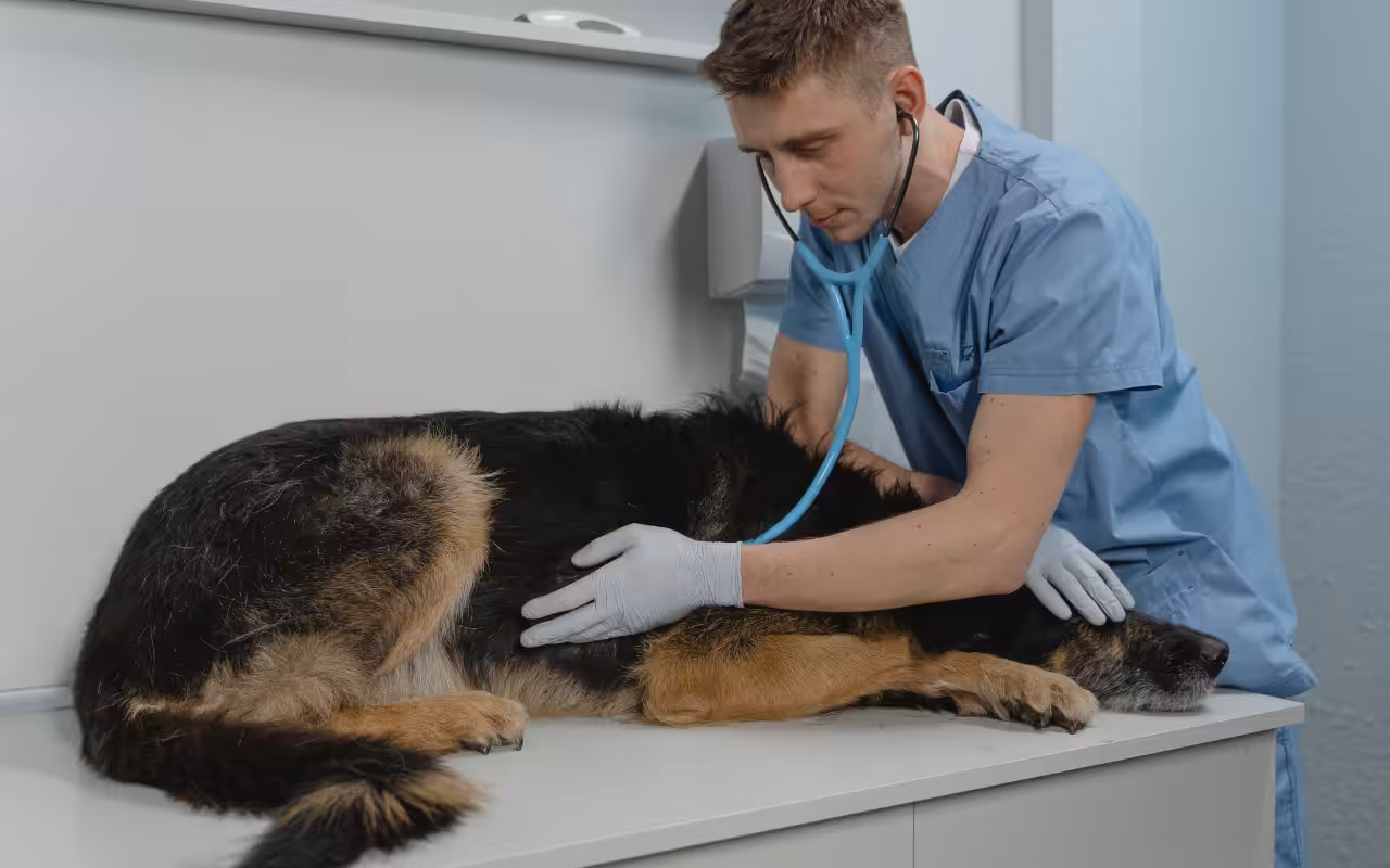 Veterinária reforça a importância da prevenção da leishmaniose em cães