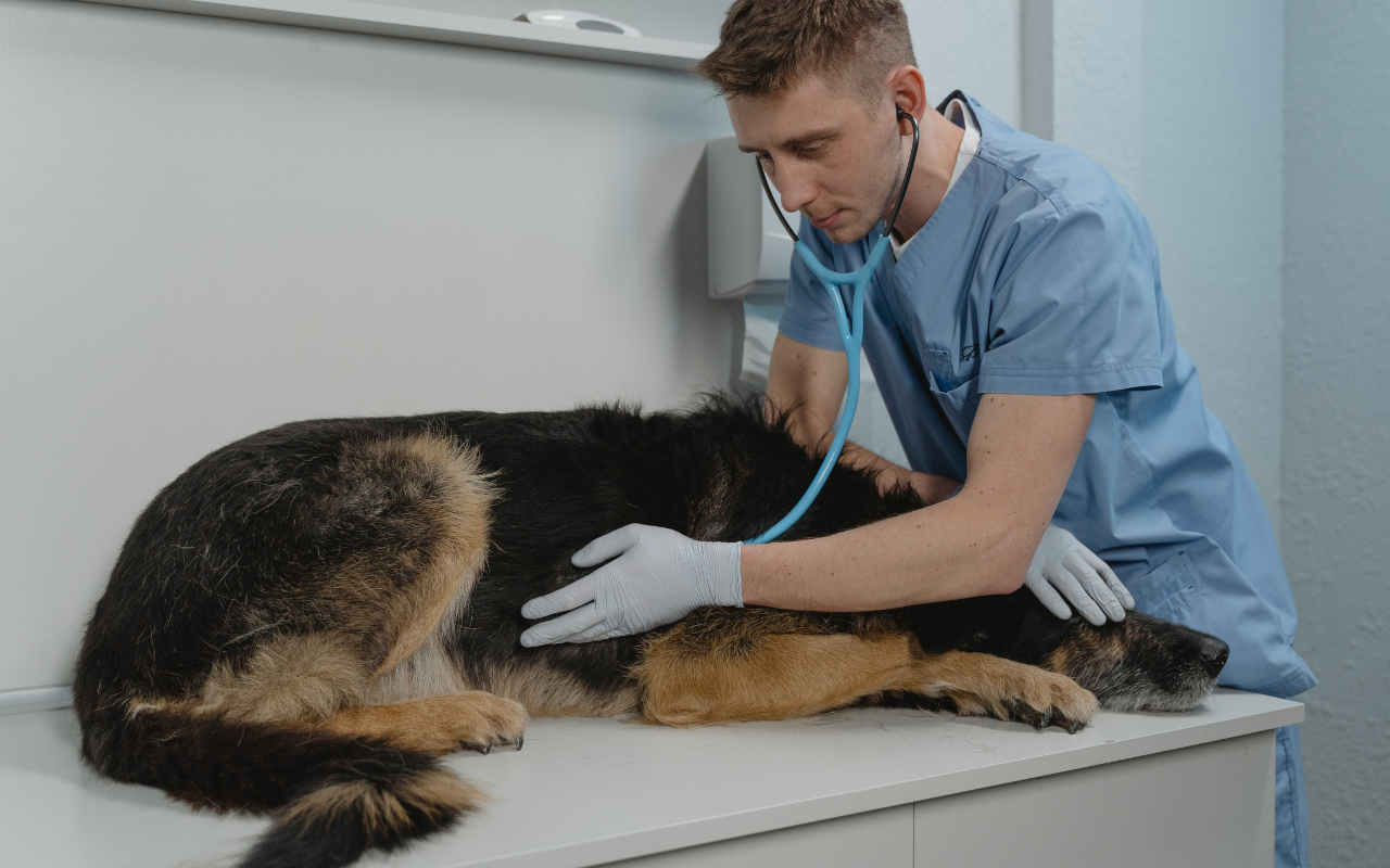 cão-doente.jpg