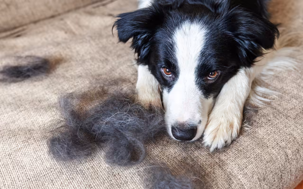 Troca de pelos nos cães e gatos: Quando ela acontece?