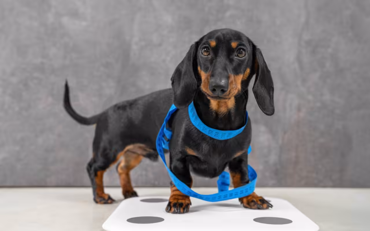 Obesidade canina: mais de 50% dos cães estão acima do peso no mundo