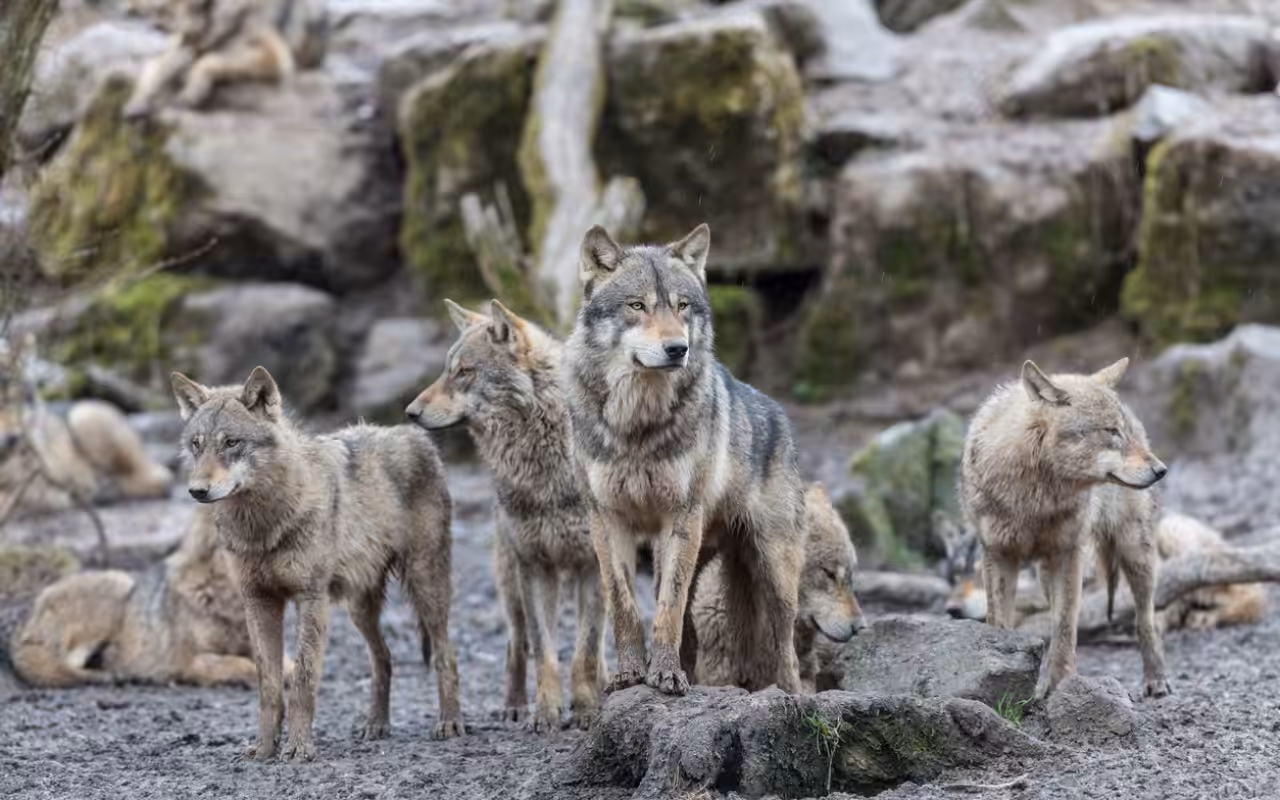 Lobos são capazes de criar laços afetivos com humanos, diz estudo