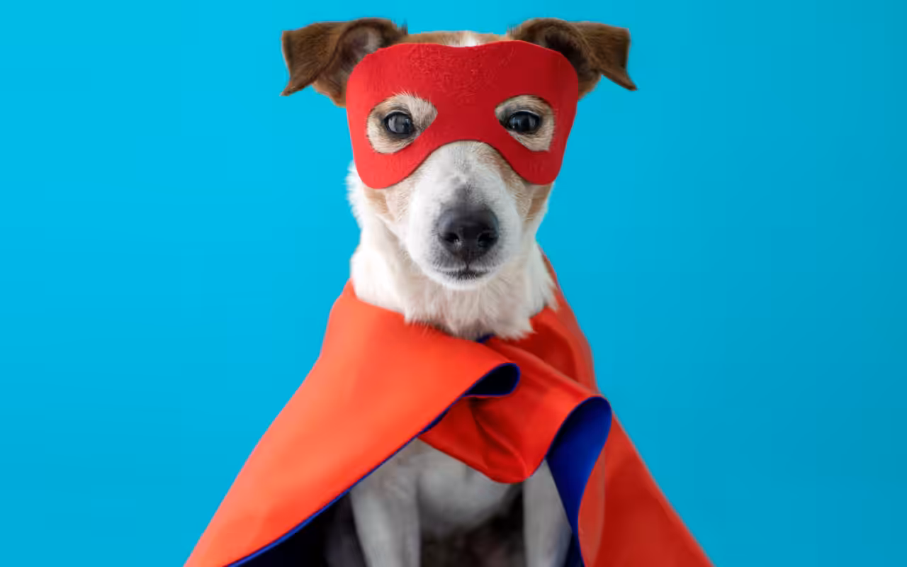 Quais os cuidados essenciais para festejar de forma segura com meu pet?