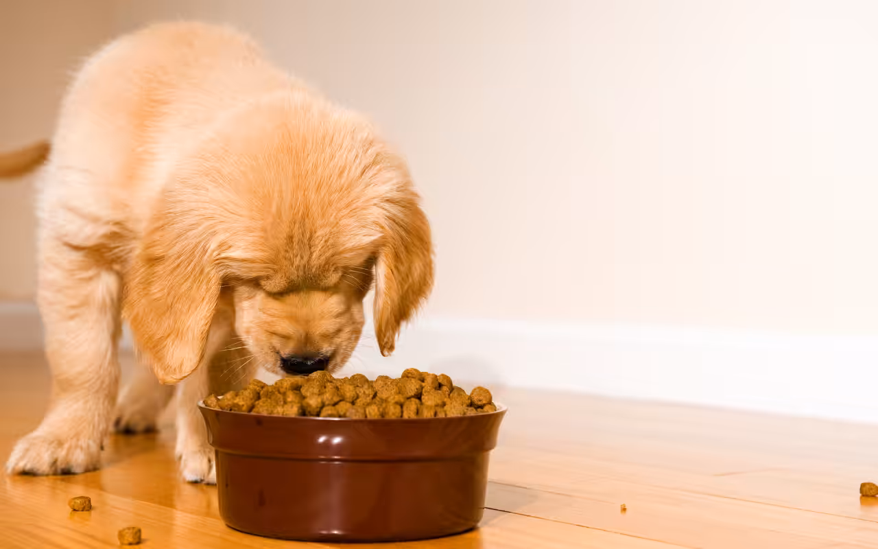 Médica-veterinária explica sobre alimentação de filhotes recém-adotados
