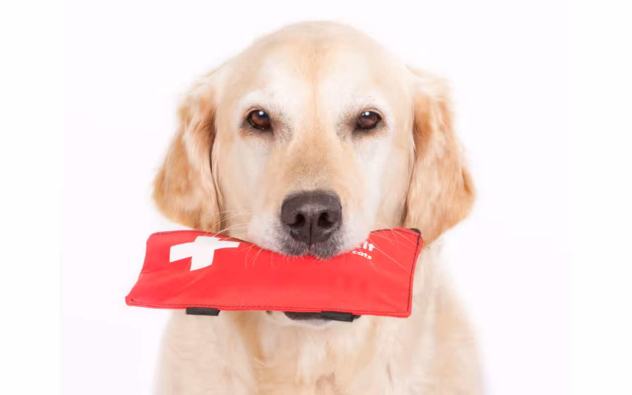 Profissional dá dicas para socorrer os animais domésticos em casos de emergência