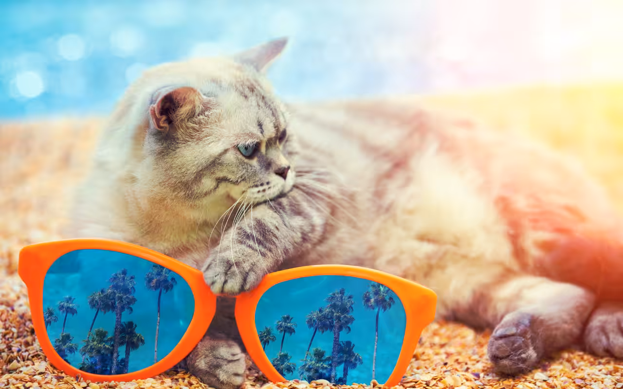 Como proteger seu gato do calor: dicas para o verão