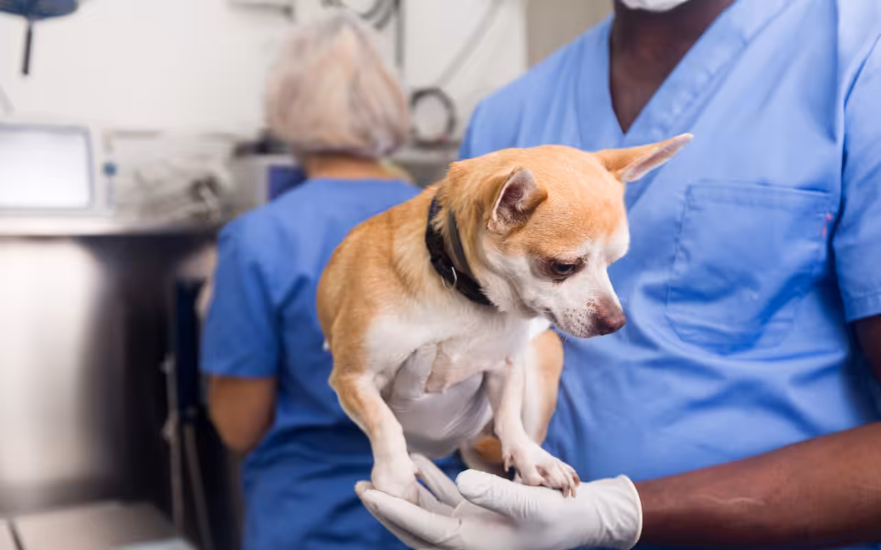 Esterilização de animais: benefícios e desmistificação