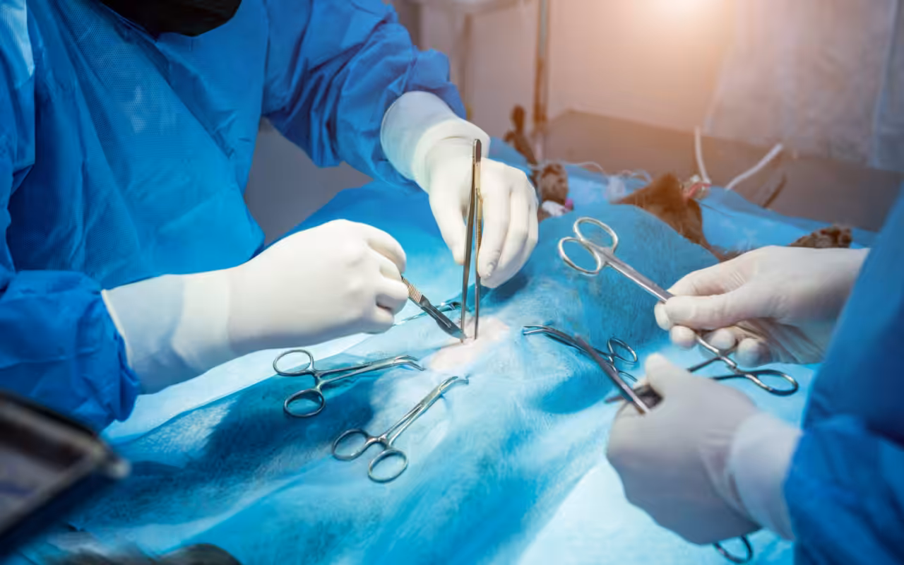 Novas técnicas cirúrgicas e estudo de analgesia se destacam na esterilização de animais