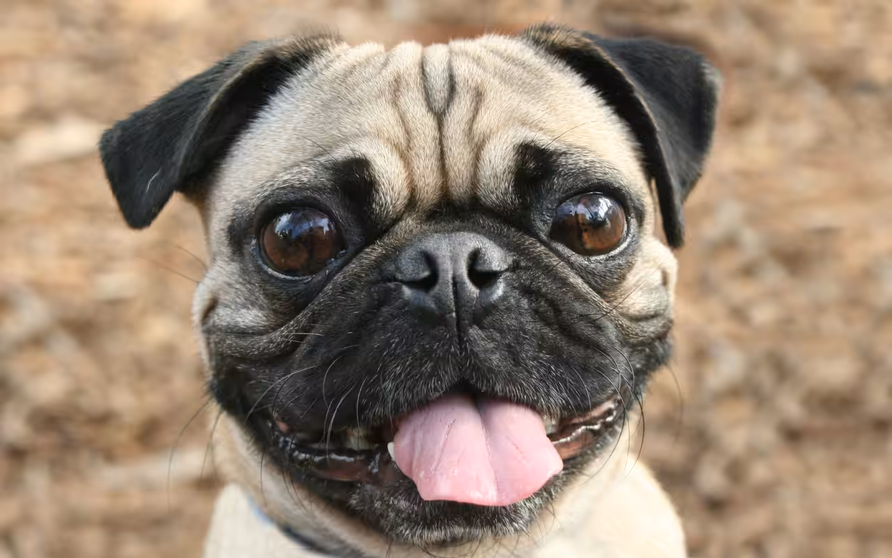 Estudo indica que braquicefalia é a principal causa de morte de cães da raça pug