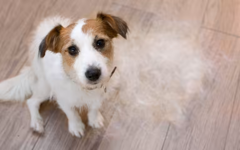 Médica-veterinária comenta a relação entre a alimentação e a saúde da pelagem do seu pet