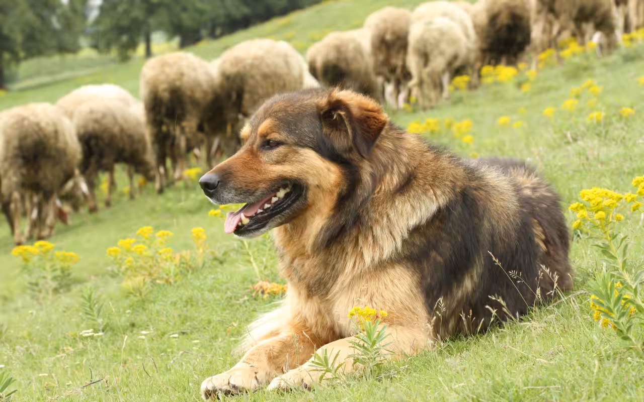 Profissionais comentam a importância dos cães na rotina das fazendas