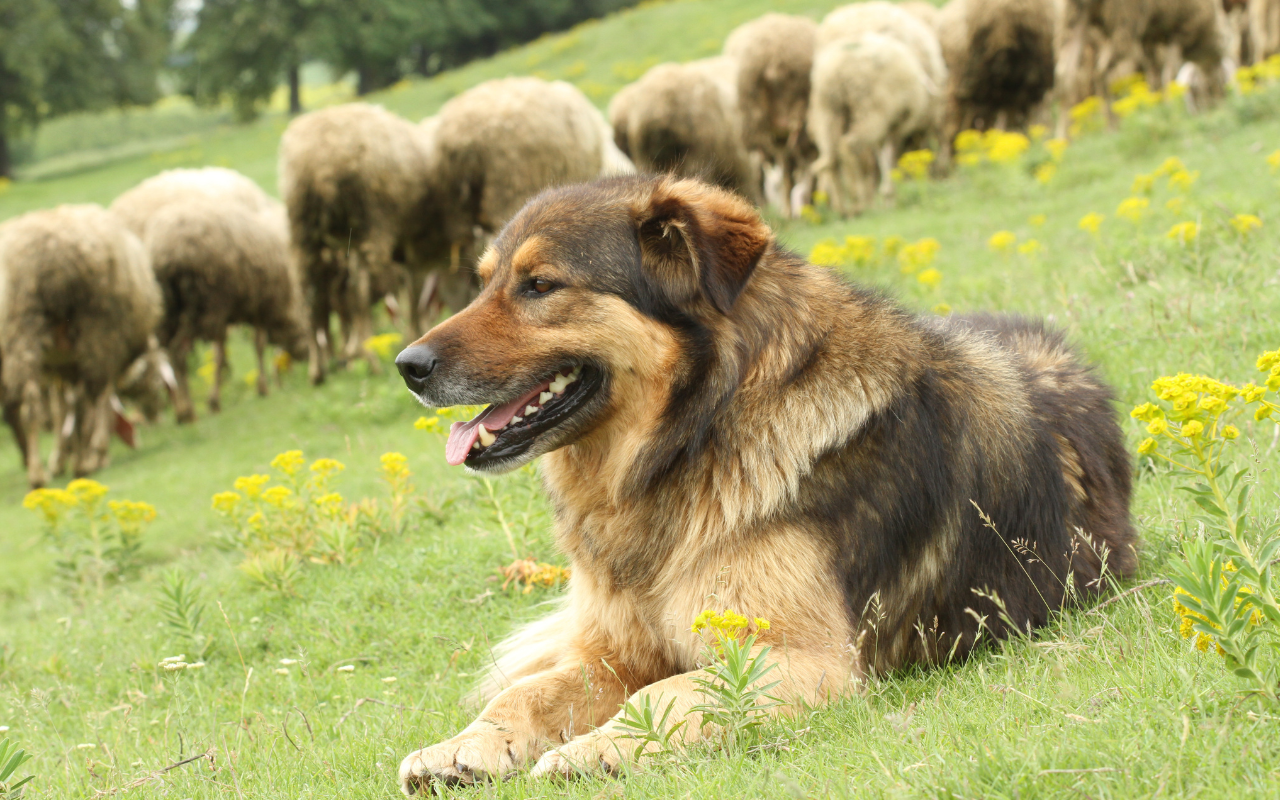 Profissionais comentam a importância dos cães na rotina das fazendas