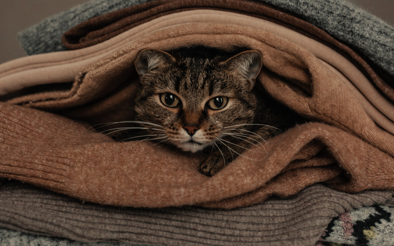 Pelos de gato nas roupas agora é tendência na moda