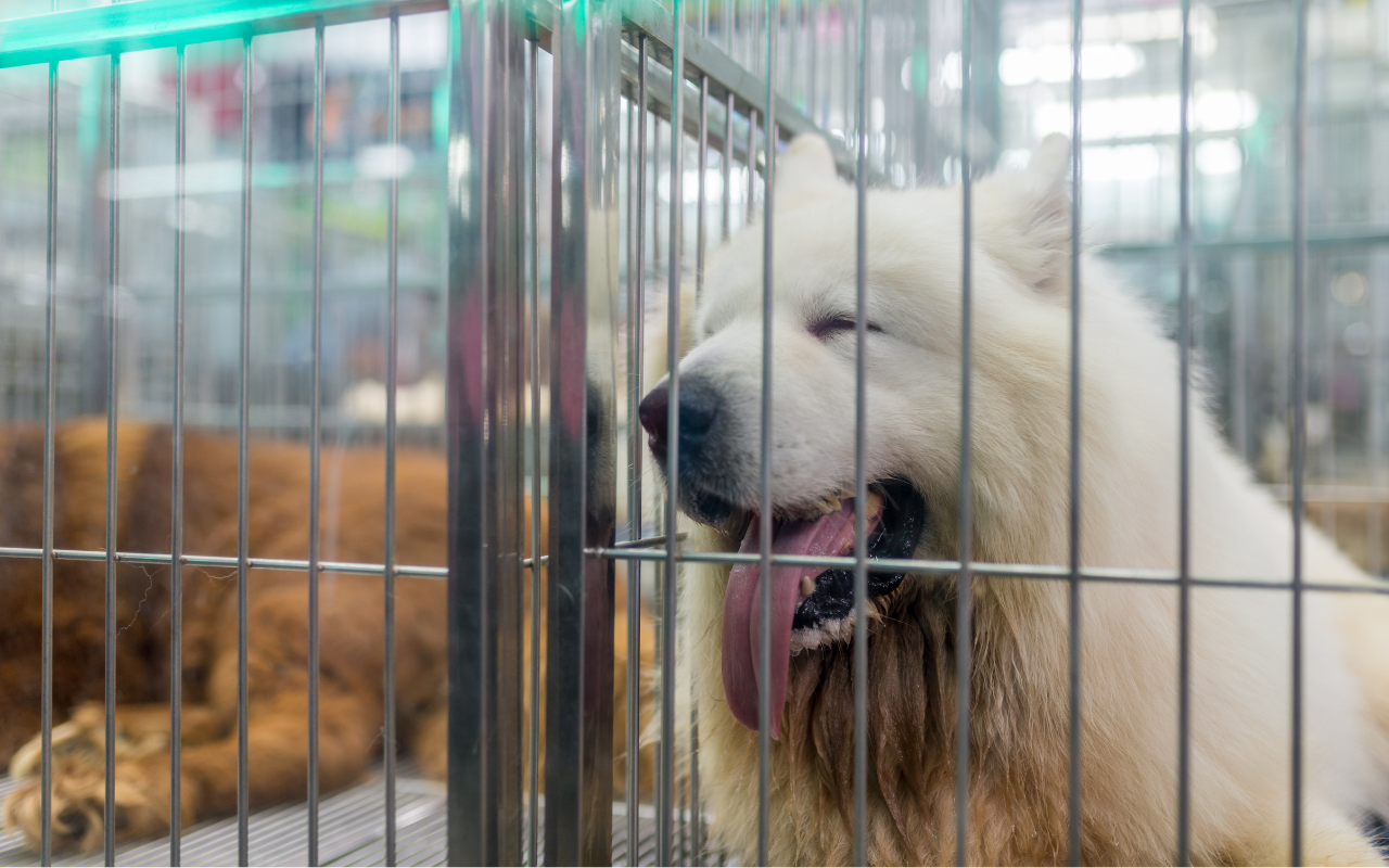 Lei visa garantir o bem-estar animal no comércio em BH