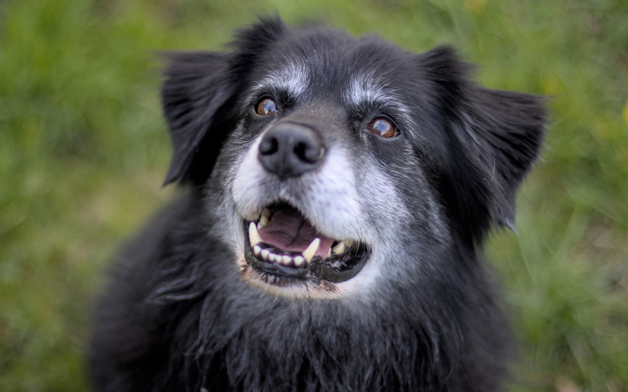 Cães idosos precisam de brincadeiras adaptadas para a idade deles