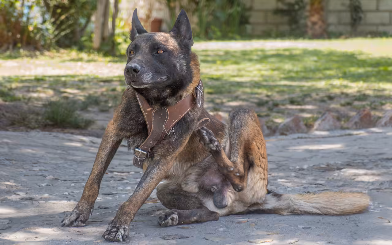 Entender os motivos da coceira nos pets é essencial para a saúde física e emocional