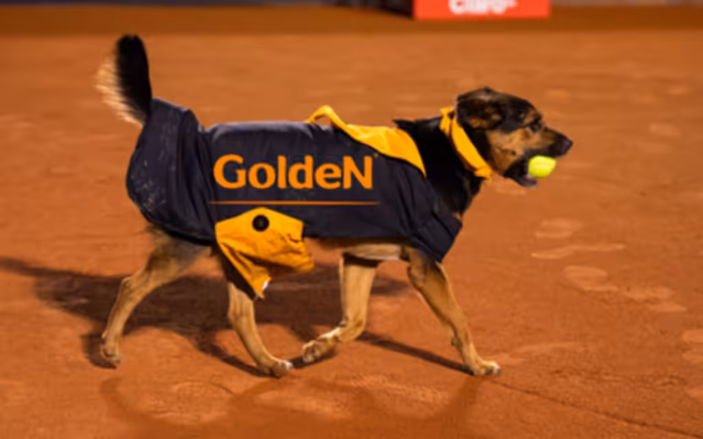 Torneio de futebol feminino alia esporte e adoção animal no estádio do Canindé