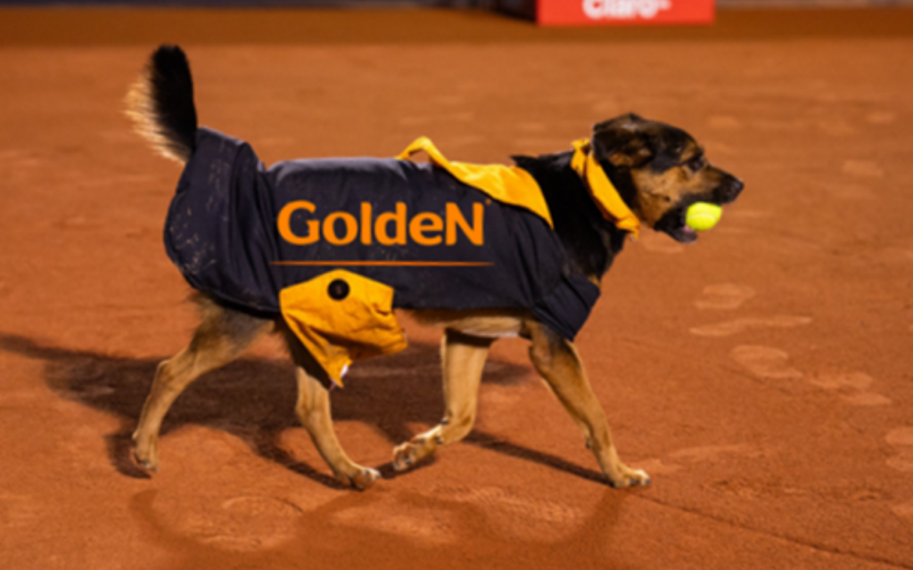 Torneio de futebol feminino alia esporte e adoção animal no estádio do Canindé