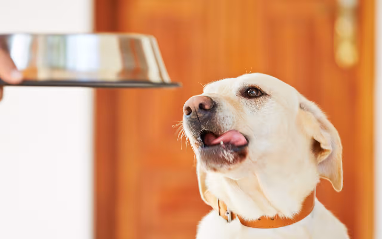 Nutrição de cães e gatos exige respeito às necessidades específicas de cada espécie