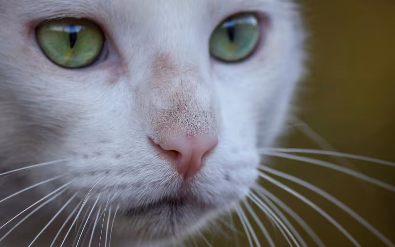 Bigodes são órgãos sensoriais essenciais para cães e gatos