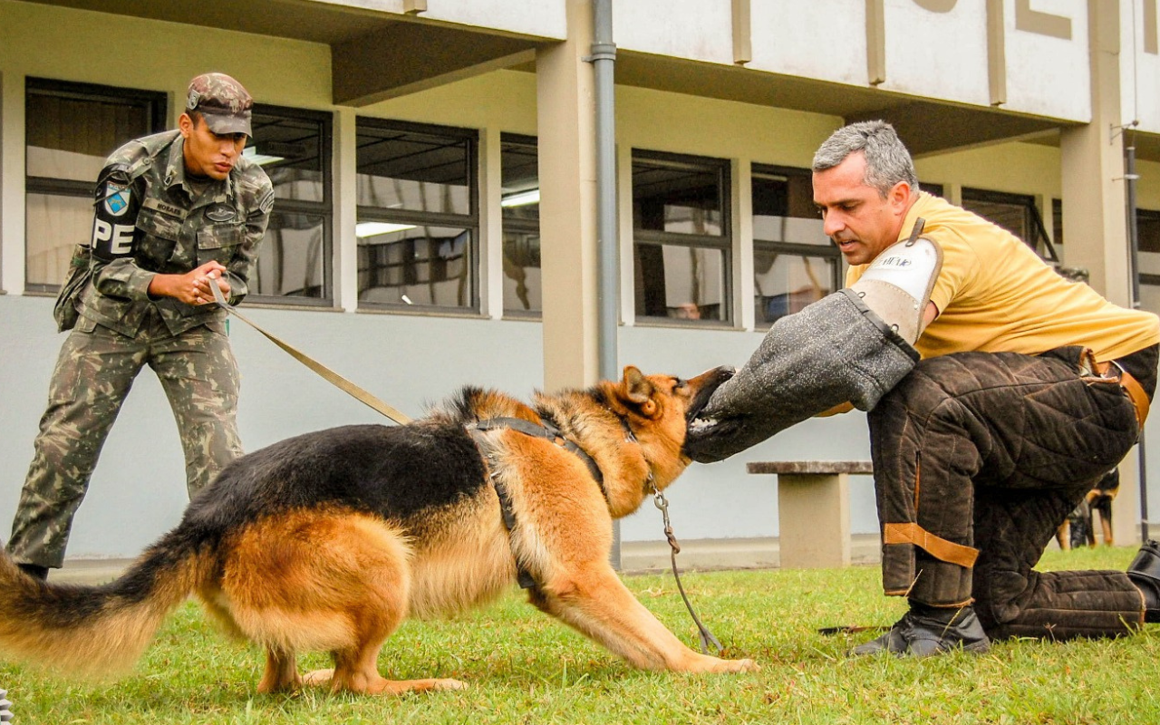 Cães policiais se aposentam após anos de dedicação à segurança pública