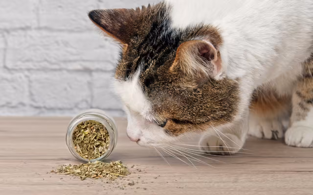 Catnip proporciona bem-estar e intensifica a diversão felina