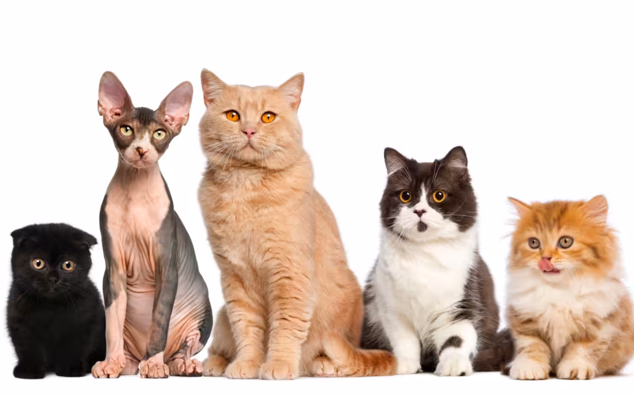 Genética explica como surgem as cores dos gatos