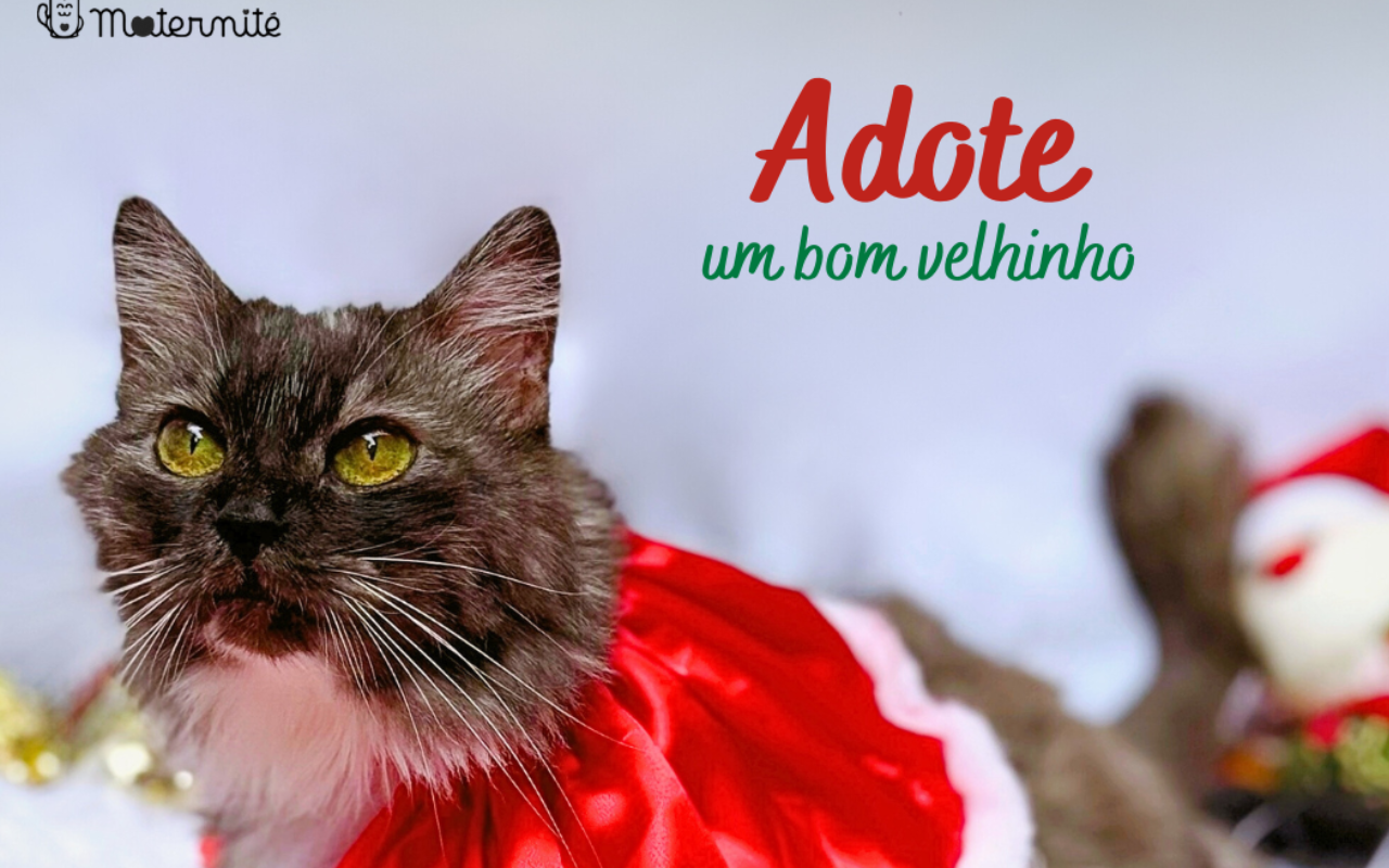 Campanha de Natal incentiva a adoção de gatinhos adultos