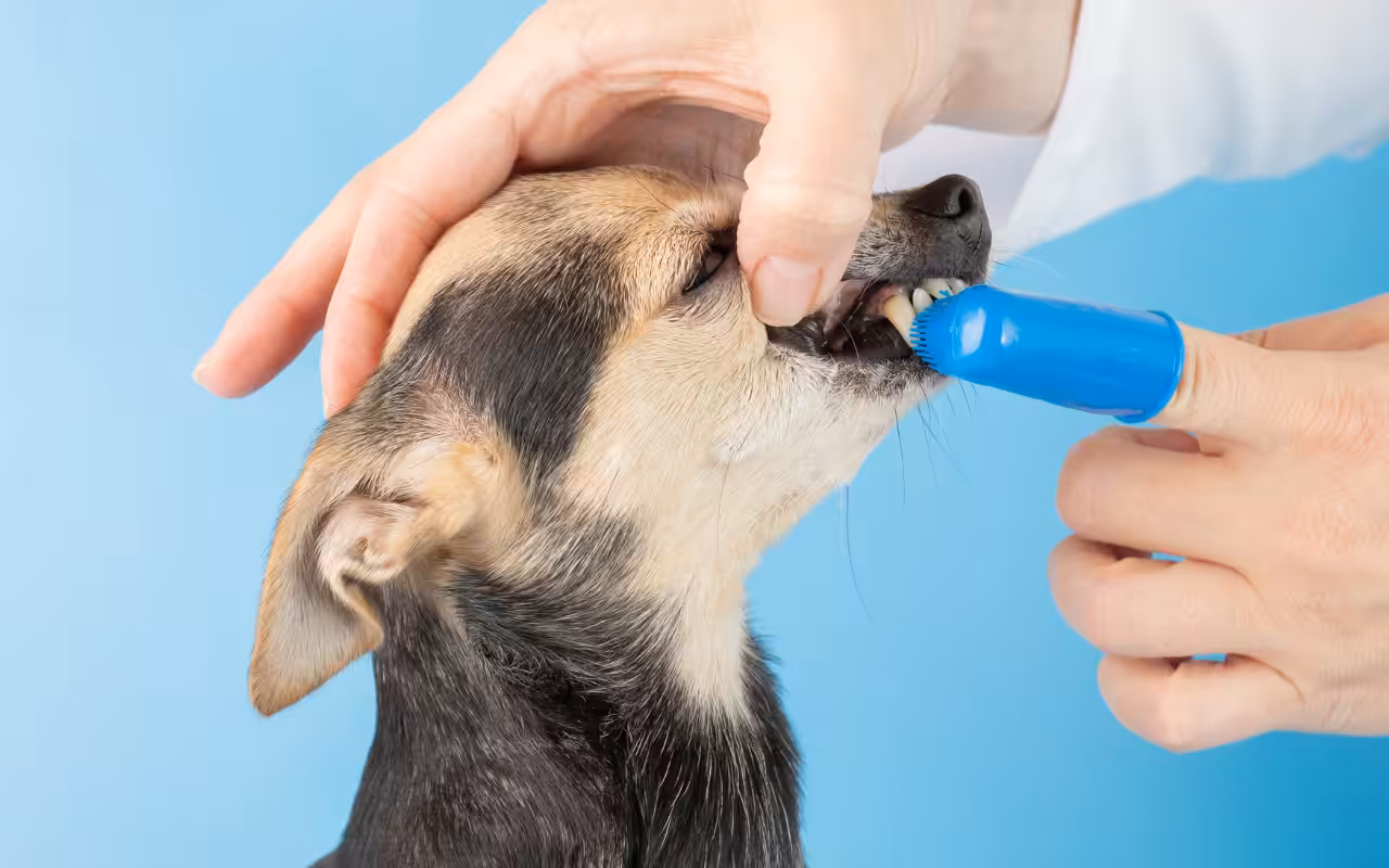 Médica-veterinária destaca os principais cuidados com a saúde bucal dos pets