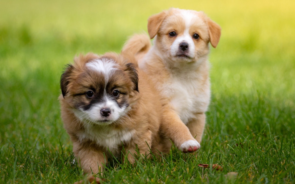 Promover socialização precoce dos cães fortalece vínculos e reduz riscos de abandono animal