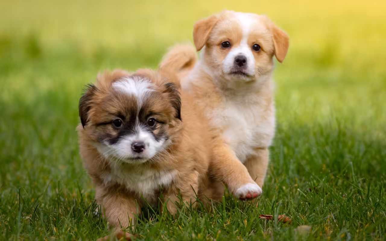 Promover socialização precoce dos cães fortalece vínculos e reduz riscos de abandono animal