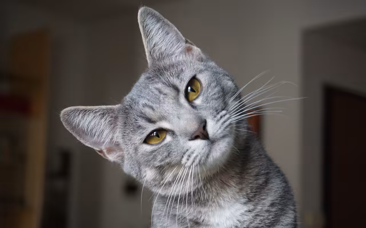 Gatos demonstram sentimentos e intenções por meio da comunicação corporal