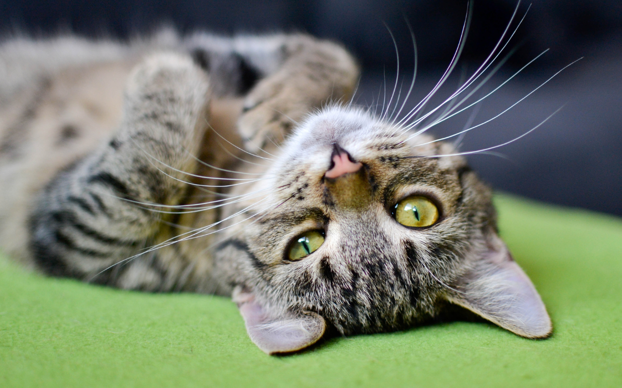 Conheça alguns comportamentos comuns do gatos após a adoção 