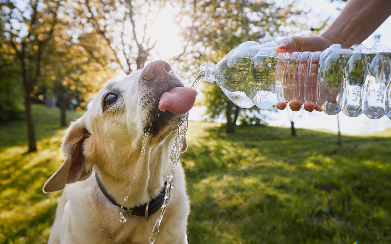 Veterinária dá dicas para cuidar da saúde dos pets em dias mais quentes