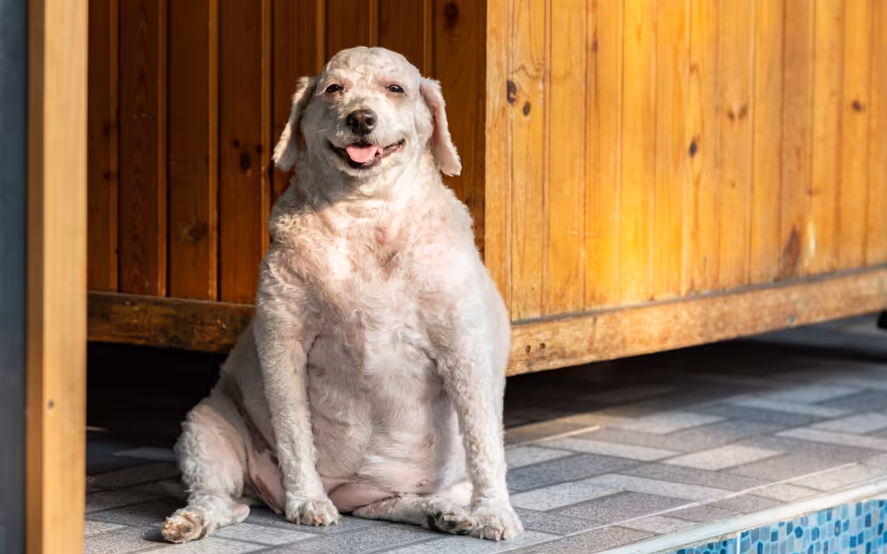 Remédios para emagrecimento ganham espaço no tratamento da obesidade em pets